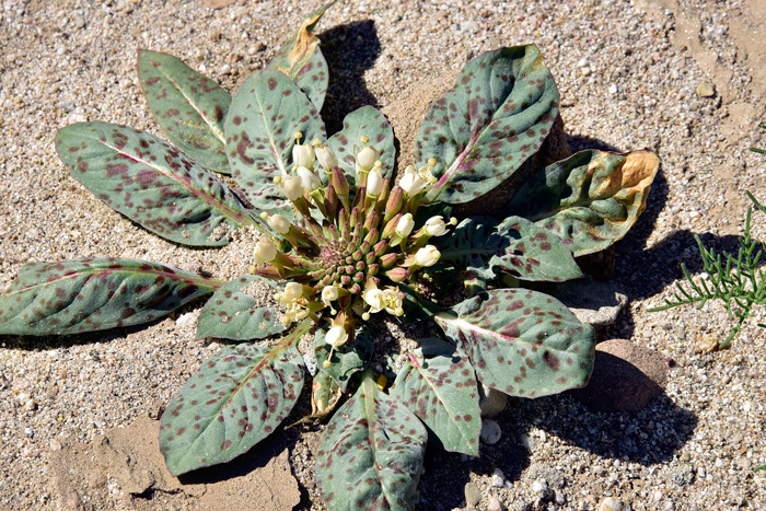 Browneyes or Brown-eyed Primrose is variable across its range with as many as 10 sub-species! This beauty is from southeastern California. Chylismia claviformis 